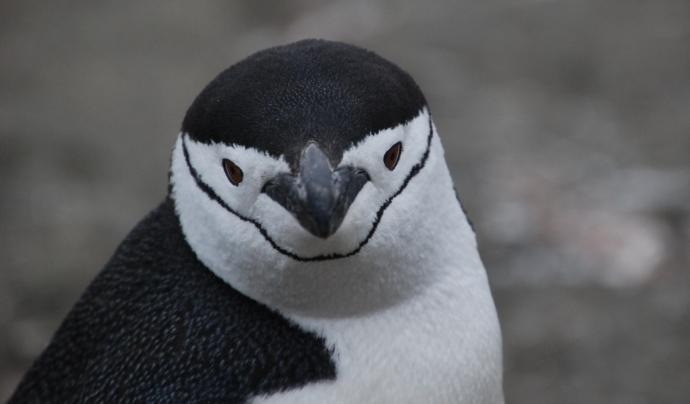 El canvi climàtic amenaça la supervivència dels pingüins. Font: Jordi Camins Just