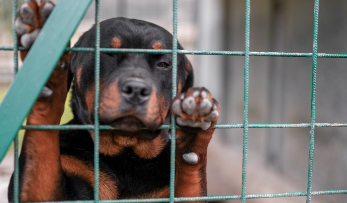 La nova llei de benestar animal vol aconseguir acabar amb el maltractament i l’abandonament dels animals. Font: Canva.