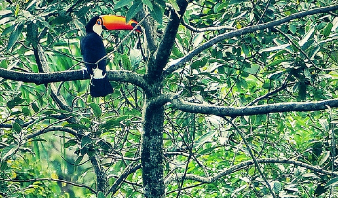 Un tucà enmig de la selva. Font: cleber (flickr.com) Font: 