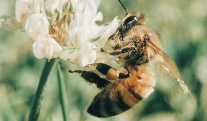 De moment, segons els estudis duts a terme per les investigadores, no s'han detectat desplaçaments ni problemàtiques amb les espècies d'abelles autòctones. Font: CREAF
