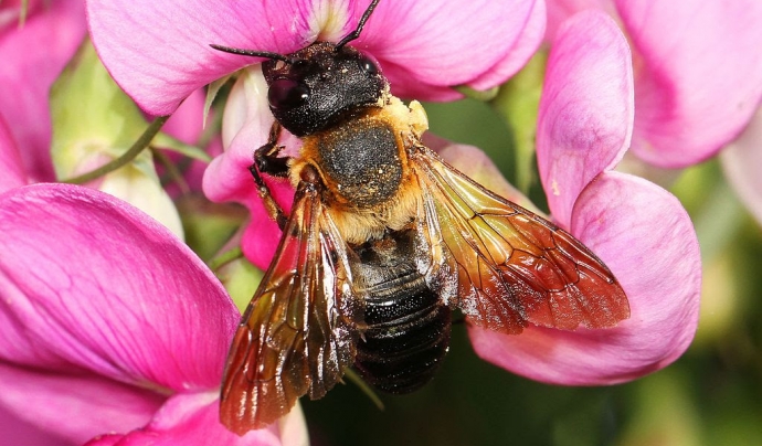 L'abella gegant de la resina va arribar a Europa fa deu anys i a Espanya fa quatre, molt probablement a causa del transport marítim. Font: CREAF