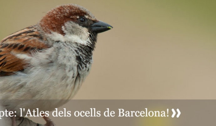 Atles dels ocells nidificants de Barcelona Font: 
