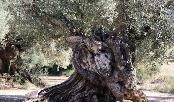 El GEPEC-EdC ha iniciat una campanya de captació de fons per protegir les oliveres monumentals. Font: Aura Colomé / GEPEC-EdC