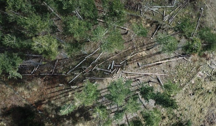 Imatge aportada a Alerta Forestal amb un dron, i, a més, guanyadora del concurs TreeMotio Font: Gloria Pellisse
