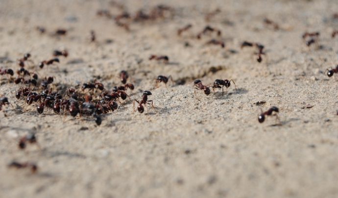 Fotografia d'un niu de formigues. Font: Gabriel Flores Romero