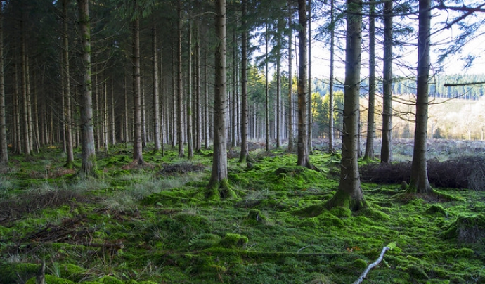 Els boscos són ecosistemes molt sensibles i hi han molts projectes que els cuiden. Fotografia de Tim Gordon. Llicència d'ús CC BY-ND 2.0 Font: Tim Gordon. Llicència d'ús CC BY-ND 2.0
