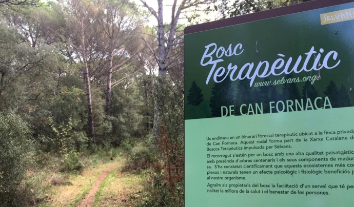 El bosc terapèutic afavoreix la salut i la conservació dels boscos Font: Associació Sèlvans