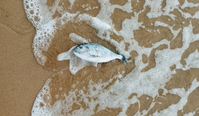 Els oceans reben l'impacte de la pesca, de vessaments de productes tòxics per l'ecosistema o de la presència de plàstics. Font: Llicència CC