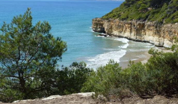 L'Associació Aurora treballa per la conservació del litoral a Tarragona Font: Associació Aurora