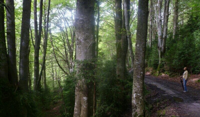La superfície de bosc madur a Catalunya oscil·la entre el 5 i el 10%. Font: Associació Selvans