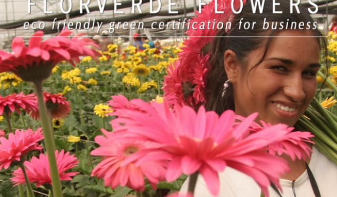 Florverde Sustainable Flowers (FSF) és una certificació independent per assegurar que les roses i altres flors estan cultivades sota estàndards de qualitat social ambiental i produïdes de forma responsable. Font: Florverde