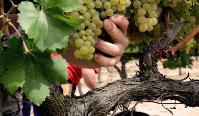 La cooperativa L'Olivera uneix agroecologia i economia social i solidària en un projecte de conreu de vinya i olivera orientat a la producció de vi i oli. Font: L'Olivera/Road4World
