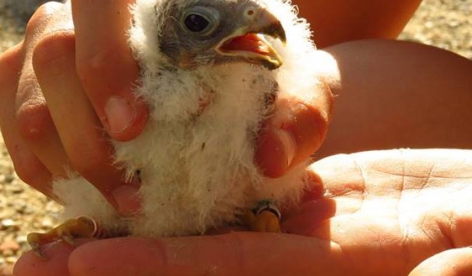 Diverses entitats treballen per la recuperació i la conservació d'espècies protegides, com Paisatges Vius amb el xoriguer petit (Falco naumannii) Font: Paisatges Vius 