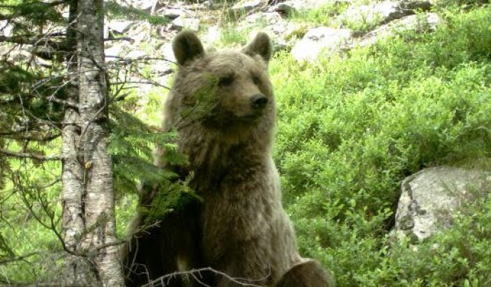 L'ós bru és un indicador de la qualitat de la natura a l'alta muntanya Font: Piroslife