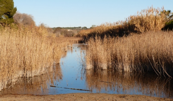 L'Associació Mediambiental La Sínia treballa per la conservació de les riberes del riu Gaià Font: Joan Grífols