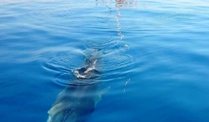 Les imatges de balenes rorqual captades per l'Associació Edmaktub enfront la costa de Garraf es van difondre per diferents mitjans  Font: Associació Edmaktub