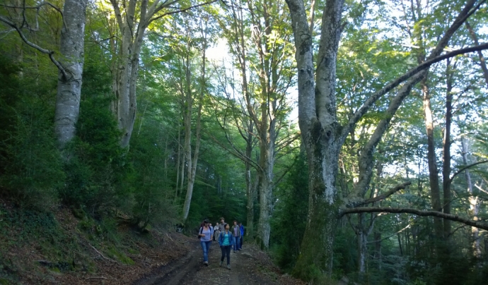 Els boscos madurs són un espai de benestar i salut per a les persones Font: Associació Selvans