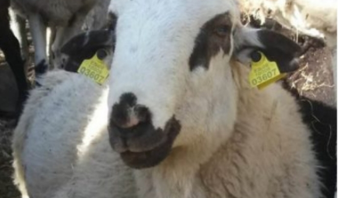 Els padrins i padrines poden anar a visitar l'ovella a la Vall d'Àssua Font: associació Obrador Xisqueta