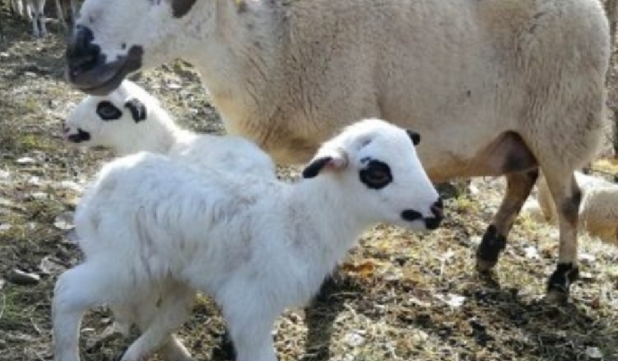 La Xisqueta és una raça d'ovella autòctona del Pirineu català Font: associació Obrador Xisqueta