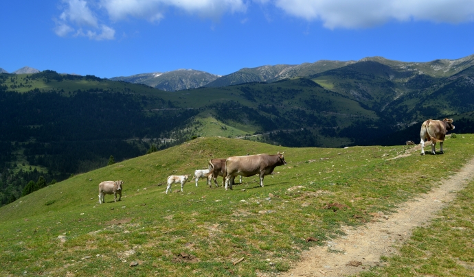 Els prats i les pastures d'alta muntanya del nou Parc Natural de les Capçaleres del Ter i del Freser (imatge:wikimedia commons) Font: 