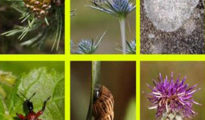 Biodiversidad Virtual Font: 