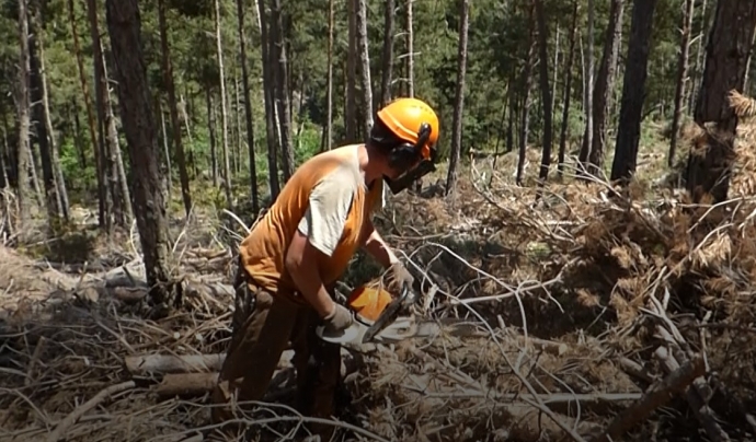 En Jaume Navarro fa 4 mesos que treballa en el programa de gestió de boscos d'Integra Pirineus. Font: Paula Gil