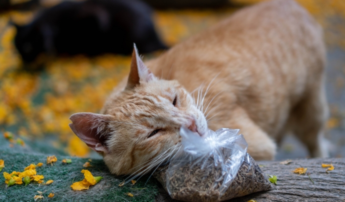 Carlitos, un dels gats allotjats al Jardinet, ensumant una bossa de valeriana. Font: El Jardinet dels Gats