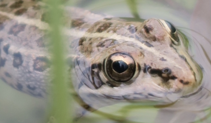 Imatge d'una granota en el seu hàbitat natural d'aigües dolces a Catalunya. Font: Xarxa per a la Conservació de la Natura.
