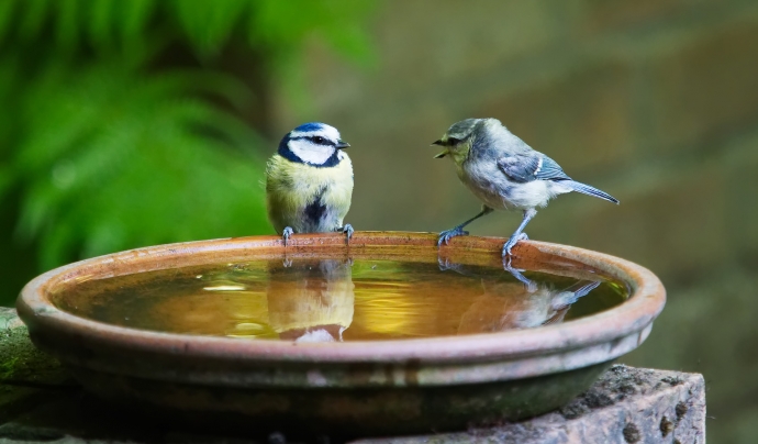 Dos ocells es comuniquen Font: Andrew Martin (Pixabay)