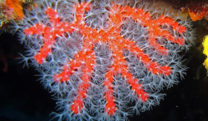 Corall vermell. Imatge CC: flickr.com/photos/34878947@N04/5827752899/ Font: 