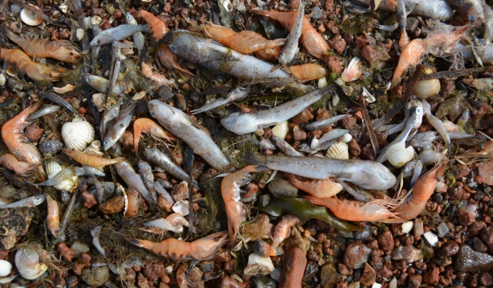 Milers de peixos morts al mar Menor. Font: WWF