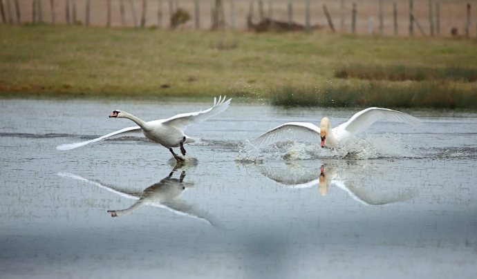 Per a tres-centes seixanta espècies d'aus, el Delta de Llobregat és una parada obligatòria en la seva ruta migratòria. Font: Llicència CC Pexels