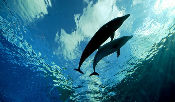 Deep Blue Dolphin Love. Fotografia de l'usuari Flickr LaPrimaDonna Font: 