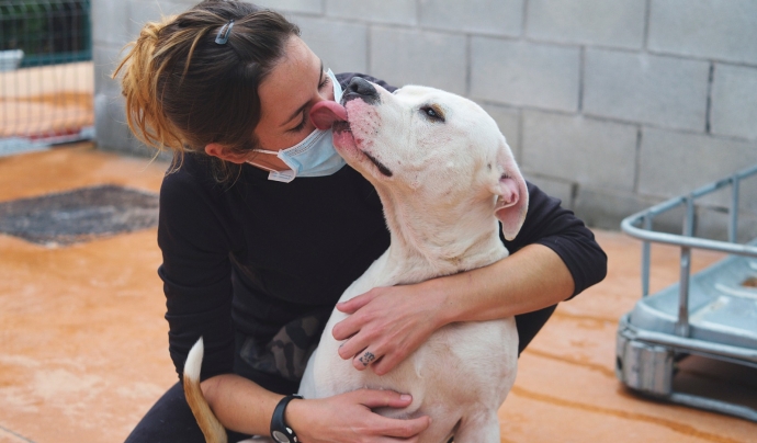 En Cash, un dels gossos de la Societat Protectora d'Animals de Mataró adoptats el 2020. Font: Fundació Daina