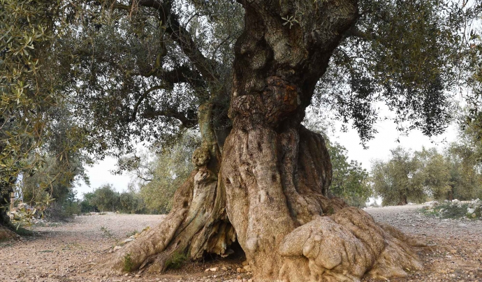 L'espectacular paisatge natural del sud de Catalunya el conformen especialment oliveres monumentals com aquesta. Font: GEPEC