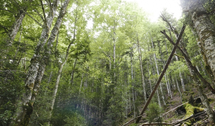 Consolidar un model sostenible de gestió dels nostres boscos és un dels propòsits centrals del projecte. Font: Eixarcolant