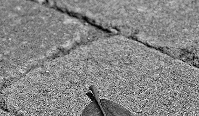 Fulla sola al carrer. Herència_LOPE - www.lphoto.es_ Flickr Font: 