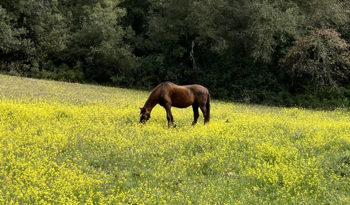 'Horse Life Experience' se celebra a les instal·lacions del Mas Moner situat a Llagostera, en un entorn natural. Font: Fundació Trifolium