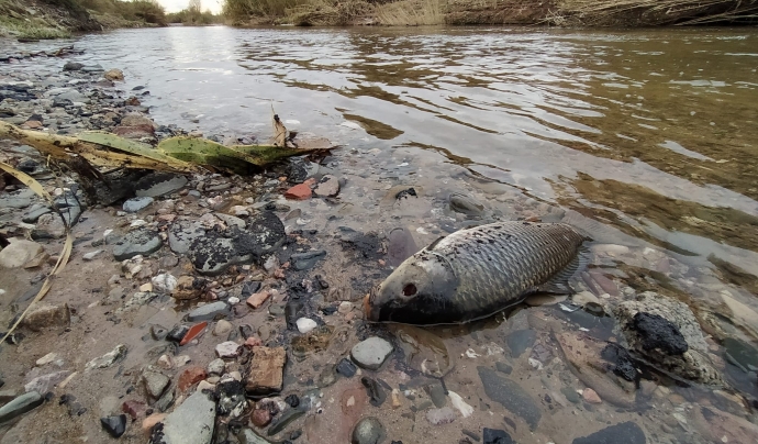 La contaminació de l'aigua ha causat la mort d'alguns peixos al Besòs Font: GRENP