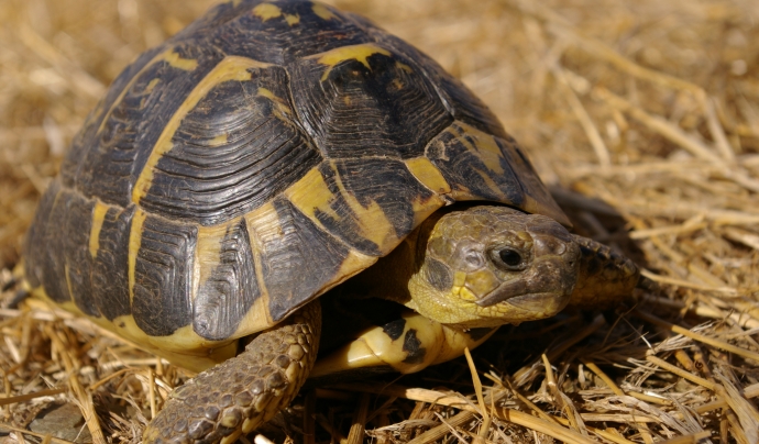 L'única població de la tortuga mediterrània en tota la península Ibèrica es troba a la zona de l'Albera. Font: Cedida per Joan Budó