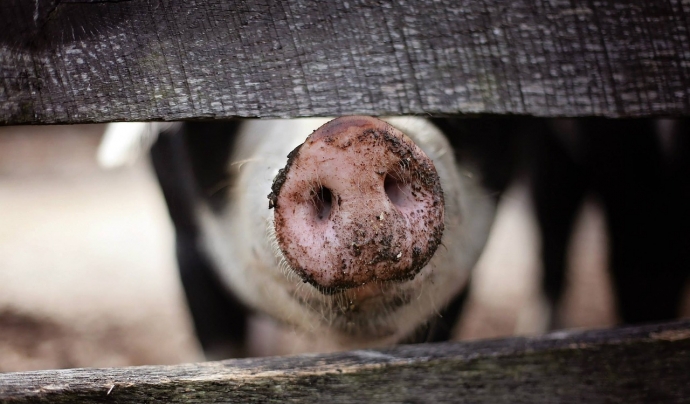 A Catalunya, es produeixen dos milions de tones de carn de porc cada any, una xifra desmesurada. Font: Pexels
