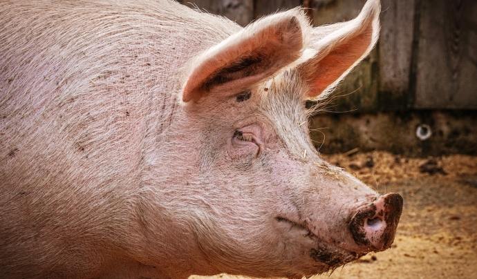 Les conseqüències negatives de la indústria porcina són catastròfiques: contaminació i impacte mediambiental, salut i drets laborals. Font: Pexels