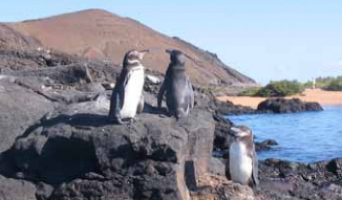 Pingüins a la Isla de Santa Cruz Font: Alba Sud