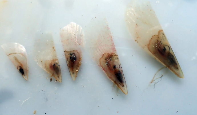 Submon ha recuperat set larves de nacra al fons marí de la Costa Brava, però encara està per determinar si pertanyen al tipus 'Pinna nobilis'. Font: Submon