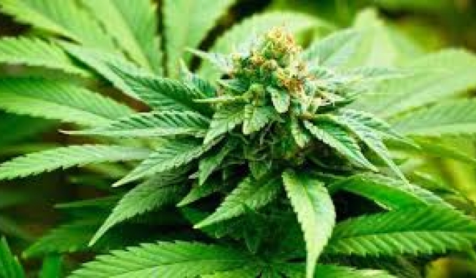 Imatge d'una planta de cànnabis. Font: web marmacultiva.org Font: 