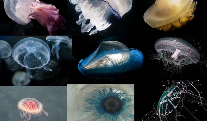 Si has observat alguna d'aquestes meduses pots incorporar les dades al portal Observadors del Mar (imatge: observadorsdelmar.cat)