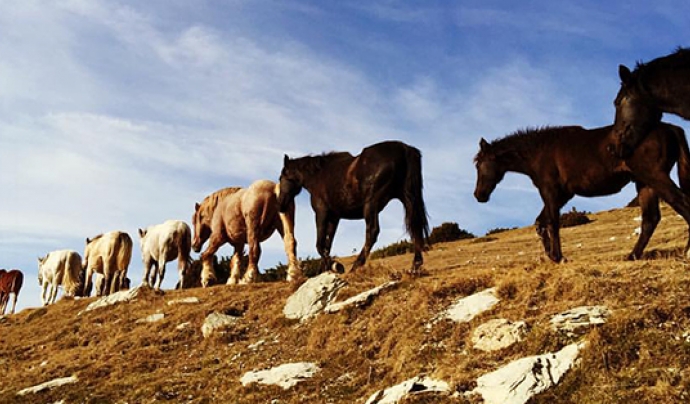 Es pot acompanyar els cavalls durant tot el recorregut o només per un dels trams Font: Fundació Projecte Miranda