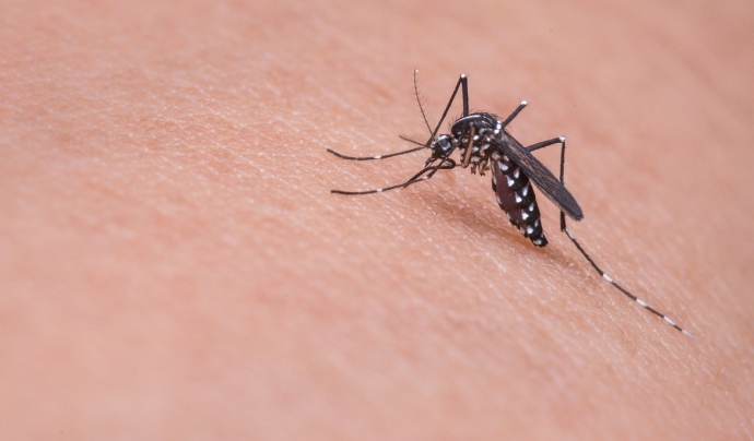 L'aplicació 'Mosquito Alert' té com a objectiu detectar al territori les poblacions de mosquits transmissors de malalties. Font: Llicència CC Pixabay