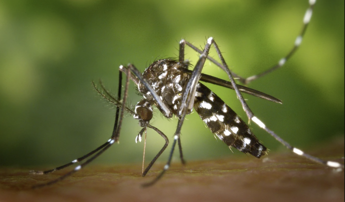 Una tasca important és l'erradicació de les poblacions de mosquits, que es du a terme quan aquests es troben en fase larvària. Font: Llicència CC Pexels
