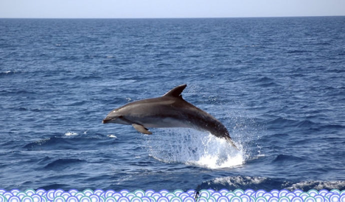 Dofí mular (foto: Projecte NINAM). Font: 